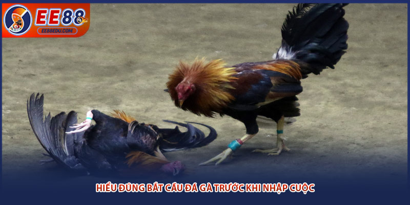 Hiểu đúng bắt cầu đá gà trước khi nhập cuộc