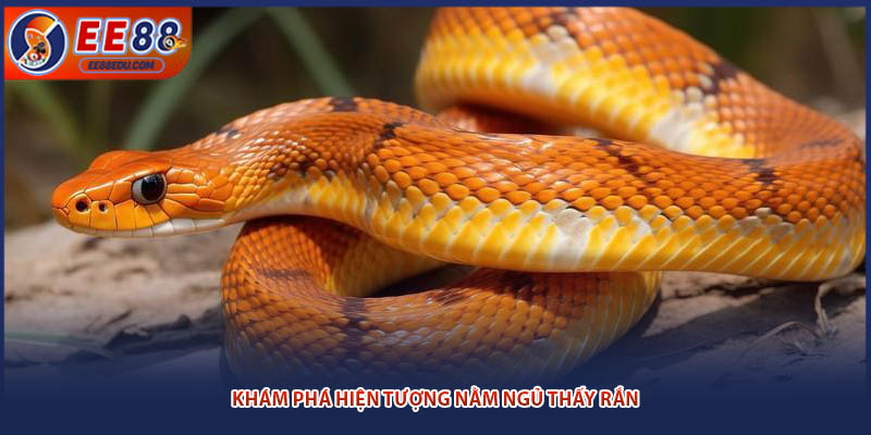 Khám phá hiện tượng nằm ngủ thấy rắn
